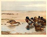 Archibald Thorburn Canvas Paintings - Mallard on the Shore